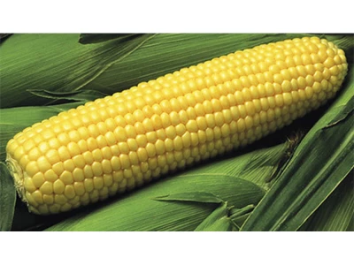 GSS 6924 1.000 szem csemege kukorica vetõmag